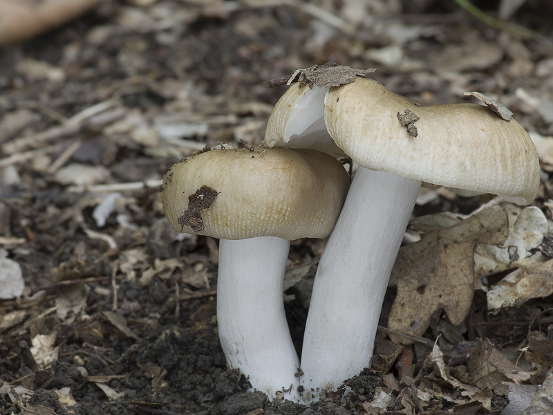 Russula amoenolens